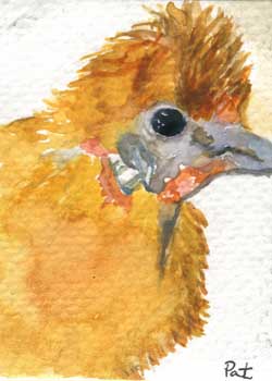 "Silkie Hen" by Patricia O'Driscoll, Madison WI - Watercolor